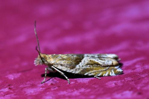 Réf. 309 275 : Ancylis comptana